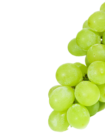 Agrícola 3P - Cultivando frutos de calidad - arandanos peru - uvas de mesa peru - growing quality fruits - blueberries - grapes