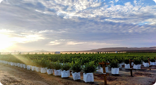 Agrícola 3P - Cultivando frutos de calidad - arandanos peru - uvas de mesa peru