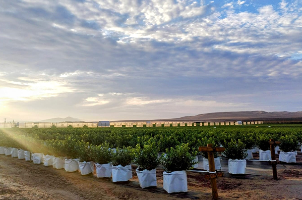 Agrícola 3P - Cultivando frutos de calidad - arandanos peru - uvas de mesa peru - growing quality fruits - blueberries - grapes