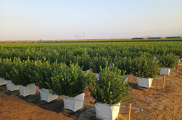 Agrícola 3P - Cultivando frutos de calidad - arandanos peru - uvas de mesa peru - growing quality fruits - blueberries - grapes