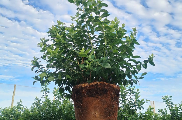 Agrícola 3P - Cultivando frutos de calidad - arandanos peru - uvas de mesa peru - growing quality fruits - blueberries - grapes