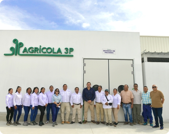Agrícola 3P - Cultivando frutos de calidad - arandanos peru - uvas de mesa peru - growing quality fruits - blueberries - grapes
