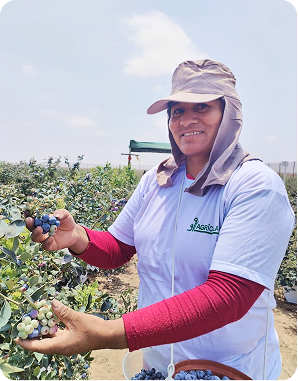 Agrícola 3P - Cultivando frutos de calidad - arandanos peru - uvas de mesa peru