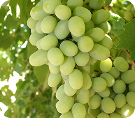 Agrícola 3P - Cultivando frutos de calidad - arandanos peru - uvas de mesa peru - growing quality fruits - blueberries - grapes