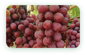 Agrícola 3P - Cultivando frutos de calidad - arandanos peru - uvas de mesa peru - growing quality fruits - blueberries - grapes