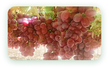 Agrícola 3P - Cultivando frutos de calidad - arandanos peru - uvas de mesa peru - growing quality fruits - blueberries - grapes