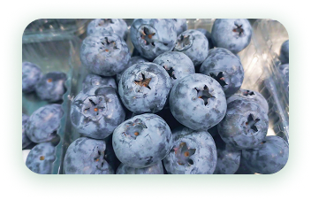 Agrícola 3P - Cultivando frutos de calidad - arandanos peru - uvas de mesa peru - growing quality fruits - blueberries - grapes