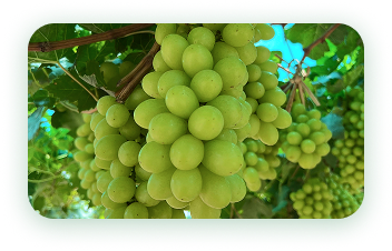 Agrícola 3P - Cultivando frutos de calidad - arandanos peru - uvas de mesa peru - growing quality fruits - blueberries - grapes