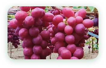 Agrícola 3P - Cultivando frutos de calidad - arandanos peru - uvas de mesa peru - growing quality fruits - blueberries - grapes