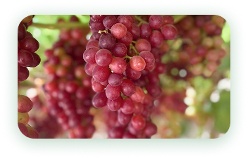 Agrícola 3P - Cultivando frutos de calidad - arandanos peru - uvas de mesa peru - growing quality fruits - blueberries - grapes