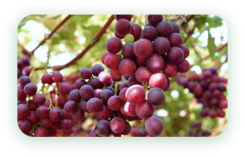Agrícola 3P - Cultivando frutos de calidad - arandanos peru - uvas de mesa peru - growing quality fruits - blueberries - grapes