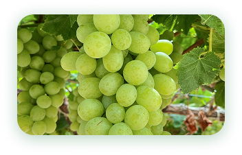 Agrícola 3P - Cultivando frutos de calidad - arandanos peru - uvas de mesa peru - growing quality fruits - blueberries - grapes