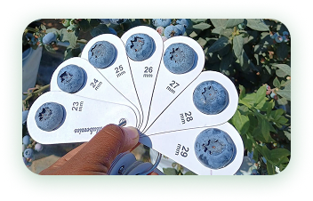 Agrícola 3P - Cultivando frutos de calidad - arandanos peru - uvas de mesa peru - growing quality fruits - blueberries - grapes
