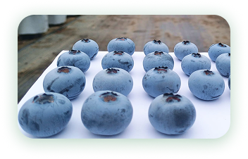 Agrícola 3P - Cultivando frutos de calidad - arandanos peru - uvas de mesa peru - growing quality fruits - blueberries - grapes