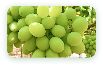 Agrícola 3P - Cultivando frutos de calidad - arandanos peru - uvas de mesa peru - growing quality fruits - blueberries - grapes