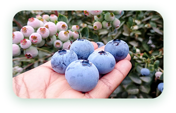 Agrícola 3P - Cultivando frutos de calidad - arandanos peru - uvas de mesa peru - growing quality fruits - blueberries - grapes